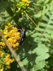 Ctenucha ruficeps