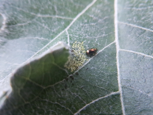 liskavkovité (Chrysomelidae)