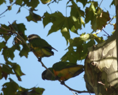 Poicephalus senegalus
