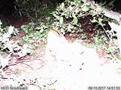 Lynx rufus escuinapae