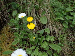 Ranunculus breyninus
