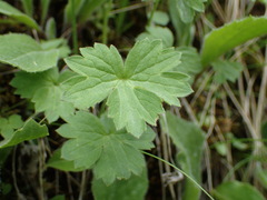 Ranunculus breyninus