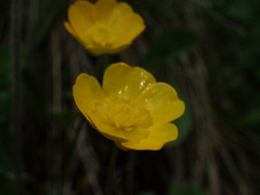 Ranunculus breyninus