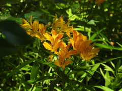 Alstroemeria aurea