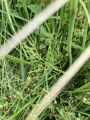 Oenanthe peucedanifolia