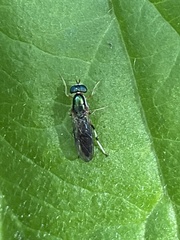 Merosargus caeruleifrons