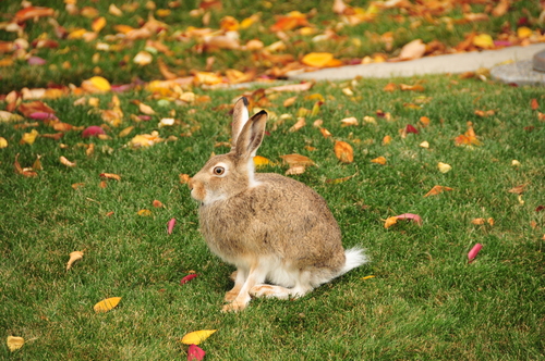 White-tailed Jackrabbit