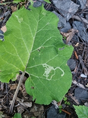 Phytomyza lappae