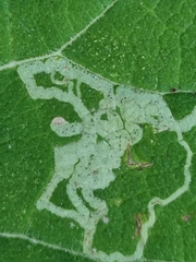 Phytomyza lappae