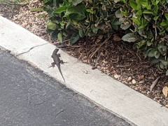 Sceloporus occidentalis