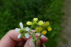 Geum × catlingii