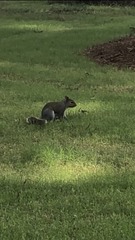 Sciurus carolinensis