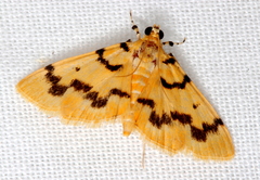 Dichocrocis clytusalis