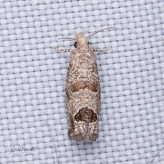 Pelochrista costastriata