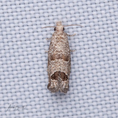 Pelochrista costastriata