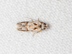 Oxythecta hieroglyphica