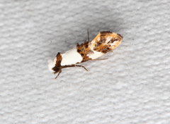 Monopis meliorella