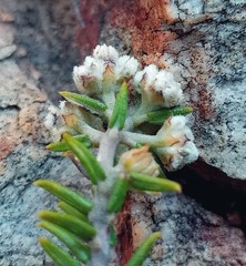 Phylica rogersii