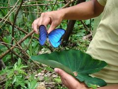 Lepidoptera