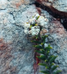 Phylica rogersii