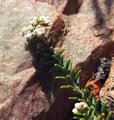 Phylica rogersii