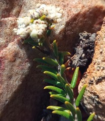 Phylica rogersii