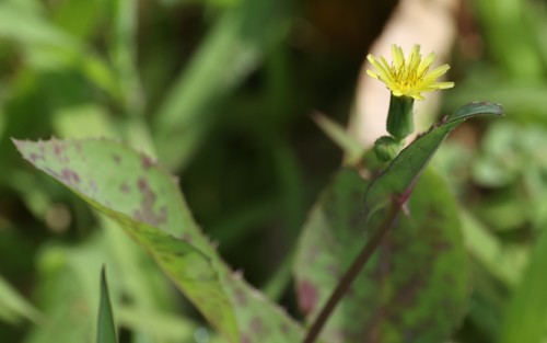 photo of Common Sow-thistle (Sonchus oleraceus)