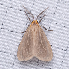 Pagara simplex
