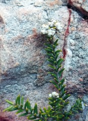 Phylica rogersii