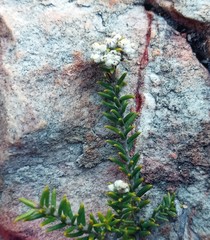 Phylica rogersii