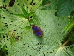 Lepidoptera