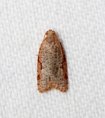 Meritastis piperata