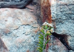 Phylica rogersii