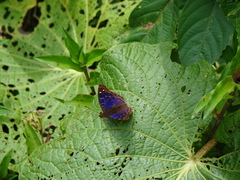 Lepidoptera