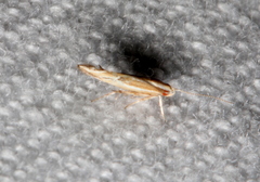 Pyroderces