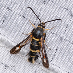 Synanthedon decipiens