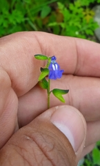 Salvia tehuacana