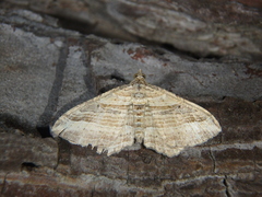 Costaconvexa polygrammata