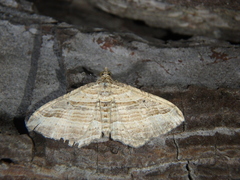 Costaconvexa polygrammata