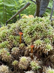 Sphagnum affine