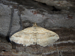Costaconvexa polygrammata