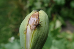 Neoglocianus maculaalba