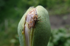 Neoglocianus maculaalba