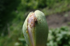 Neoglocianus maculaalba