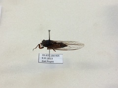 Yoyetta landsboroughi