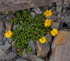 Haplopappus anthylloides