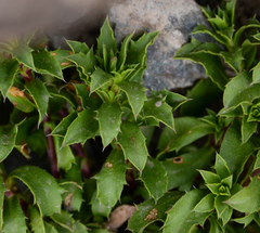 Haplopappus anthylloides