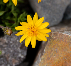 Haplopappus anthylloides