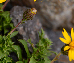 Haplopappus anthylloides