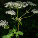 Giant Hogweed - Photo (c) iangregory, some rights reserved (CC BY-NC)